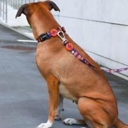 Correa de poliéster Pumpkin para perros color Varios thumbnail