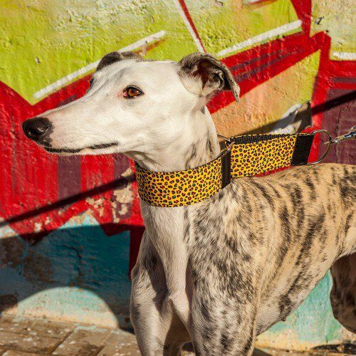 Collar Pamppy Galgo Speedy Leopardo Amarillo para perros, , large Imagen numero 3