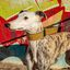 Collar Pamppy Galgo Speedy Leopardo Amarillo para perros, , large indicador imagen numero 3