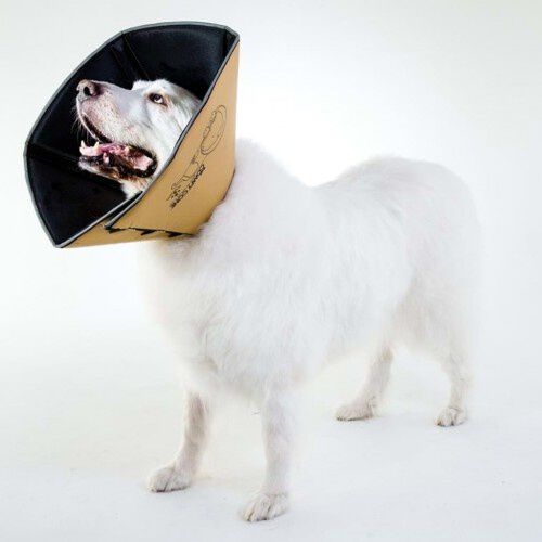 Collar m&eacute;dico para mascotas color Beige, , large Imagen numero 10