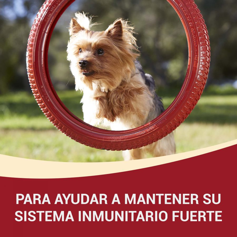 4 sobres x 100 g Purina One Mini Adult pollo y cordero sobres para perros , , large Imagen numero 2