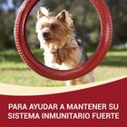 Purina One Mini Adult pollo y cordero sobres para perros , , large image number null