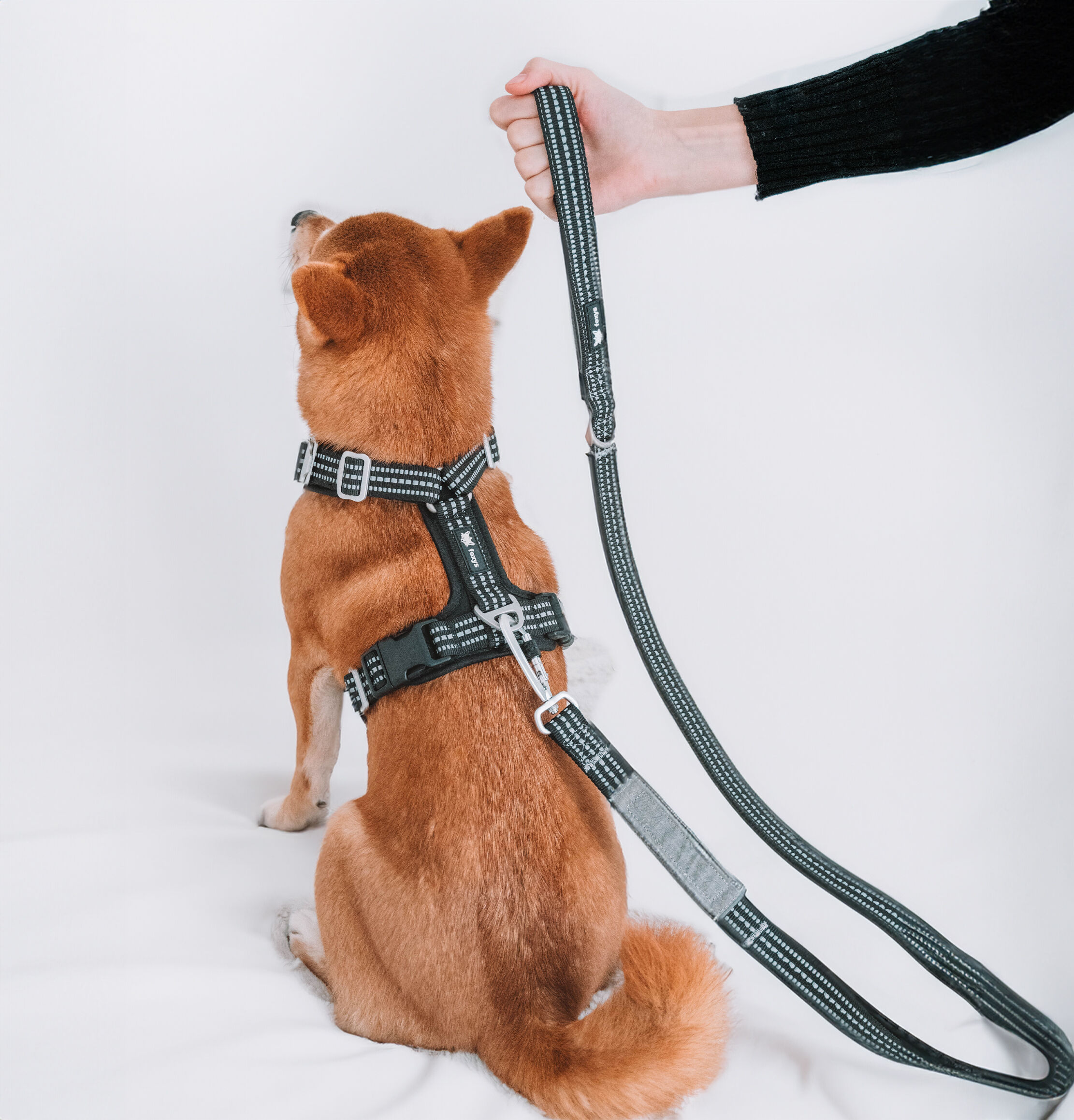 Correa Countryfox Longitud 160 cm, , large Imagen numero 5