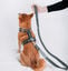Correa Countryfox Longitud 160 cm, , large indicador imagen numero 5
