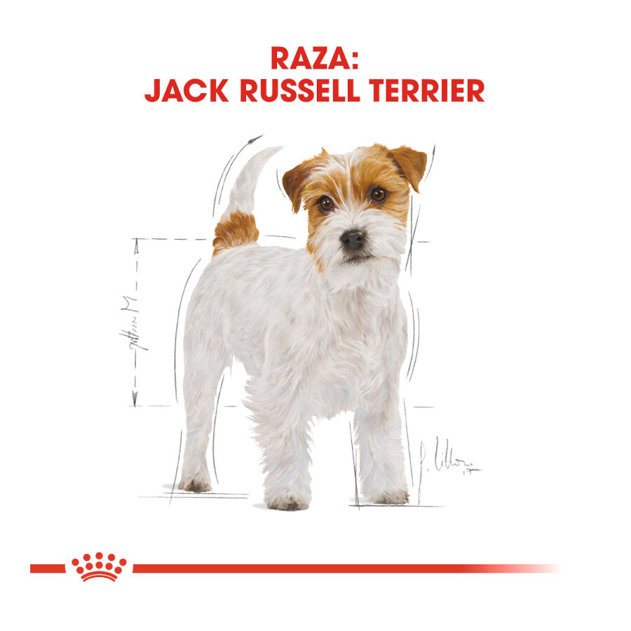 7.5 kg Royal Canin Adult Jack Russell Terrier pienso para perros, , large Imagen numero 4