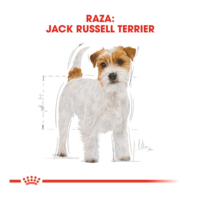 Royal Canin Adult Jack Russell Terrier pienso para perros, , large image number null