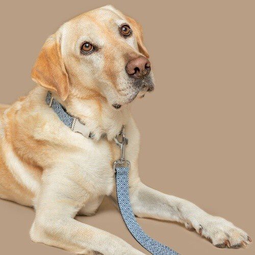 Baona collar zanz&iacute;bar de nylon reciclado azul y blanco para perros, , large Imagen numero 2