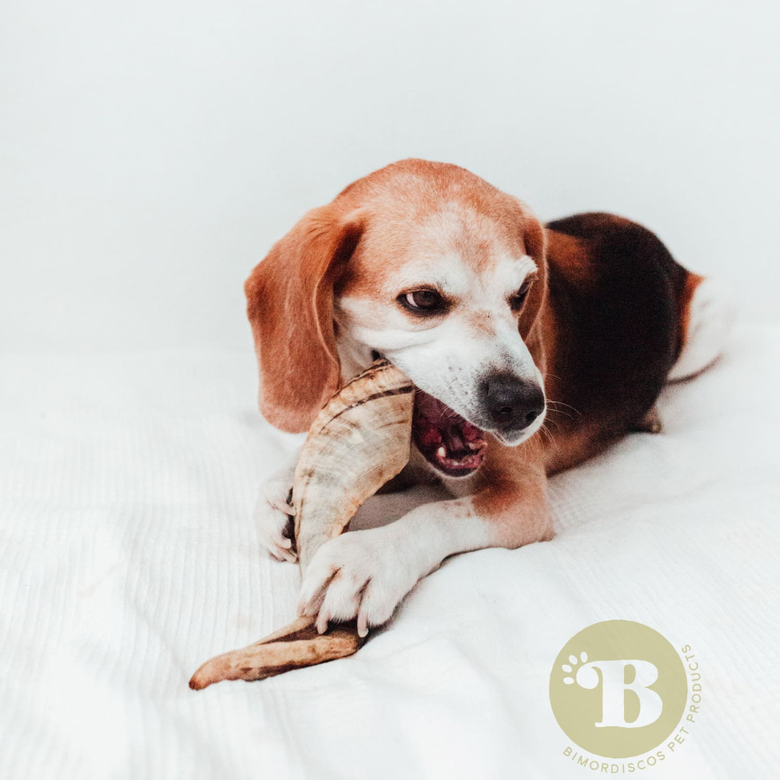 Mordedor de cuerno de carnero para perros 100% natural, , large Imagen numero 4