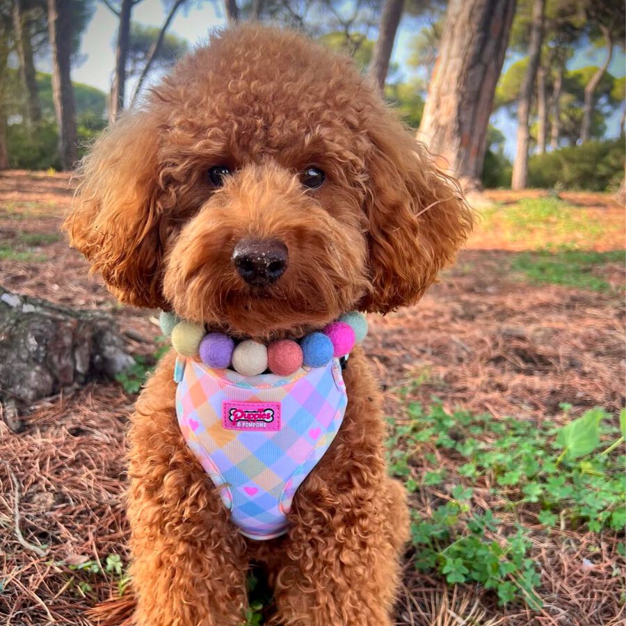 Arn&eacute;s - Vichy Pastel, , large Imagen numero 4