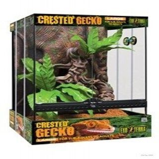 Kit terrario gecko cresta 