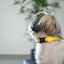 Collar para perros color Amarillo, , large indicador imagen numero 4