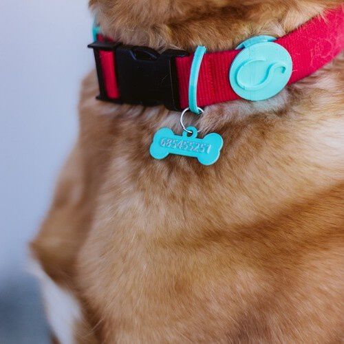 Seron chapa identificativa turquesa para mascotas, , large Imagen numero 2