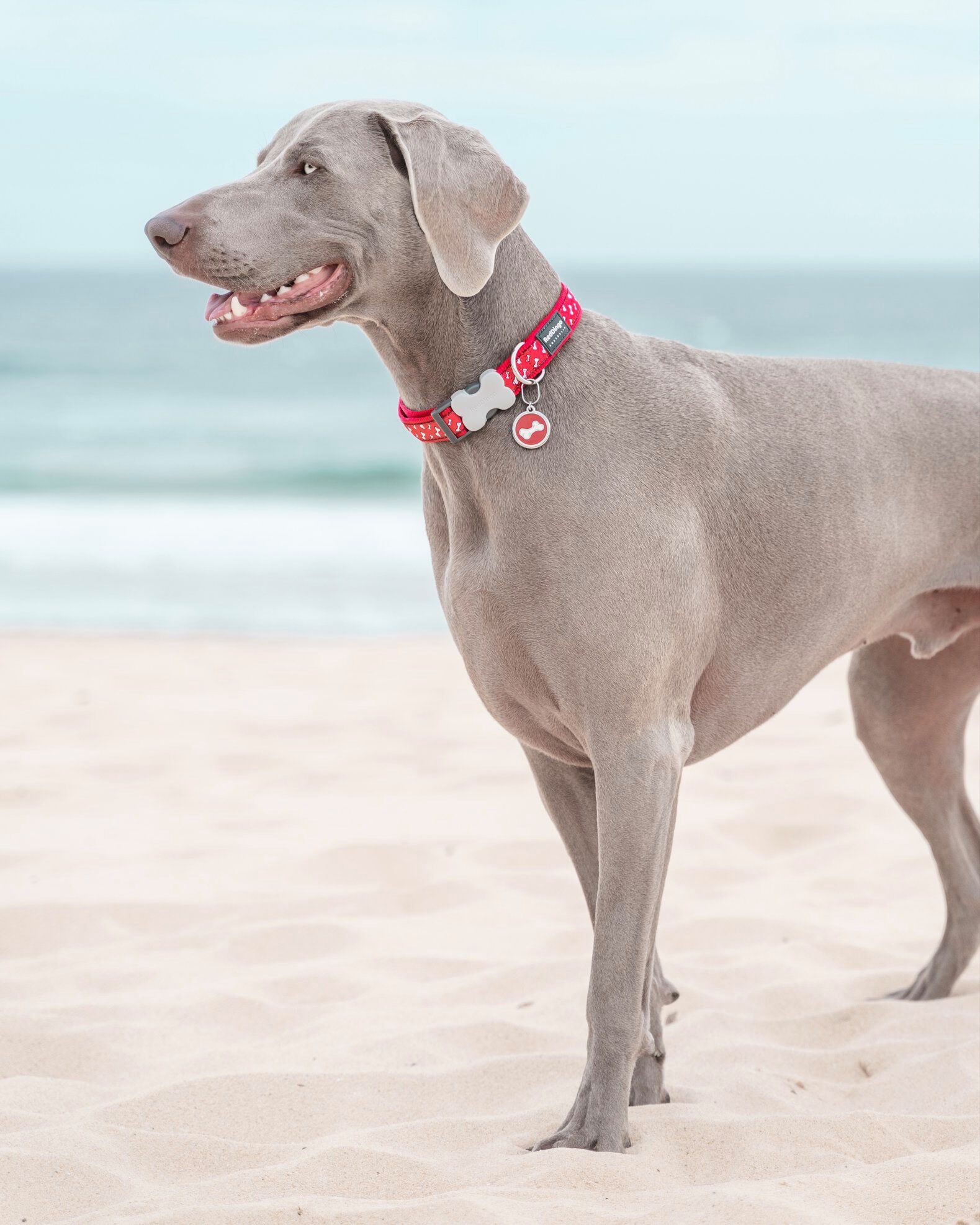 Placa identificativa Acero Inoxidable Esmalte Comic Hueso Rojo para perros, , large Imagen numero 4