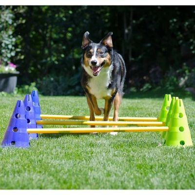 Kit de agilidad y coordinación para perros 