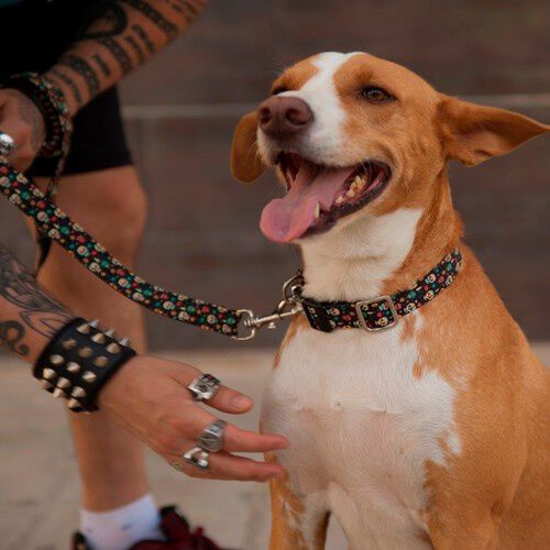 Correa Pamppy Calavera Mexicana para perros, , large Imagen numero 2