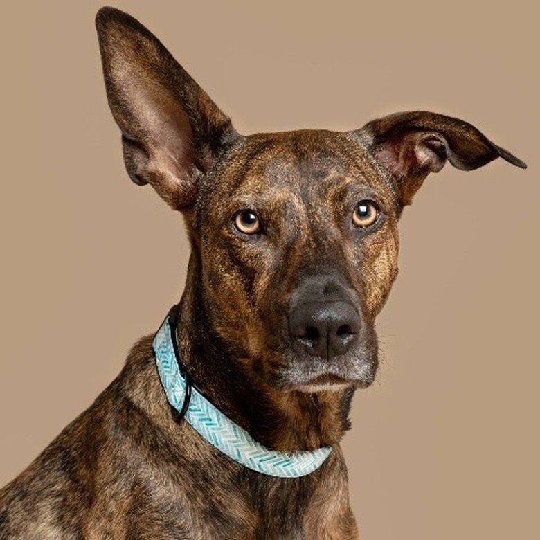 Baona collar amur de nylon reciclado azul para perros, , large image number null
