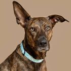 Baona collar amur de nylon reciclado azul para perros, , large image number null