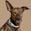 Baona collar amur de nylon reciclado azul para perros, , large indicador imagen numero 4