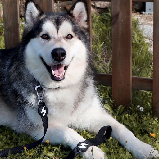 Correa de nylon para perro color Negro, , large Imagen numero 3