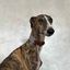COLLAR MILO GALGO - L, , large indicador imagen numero 2
