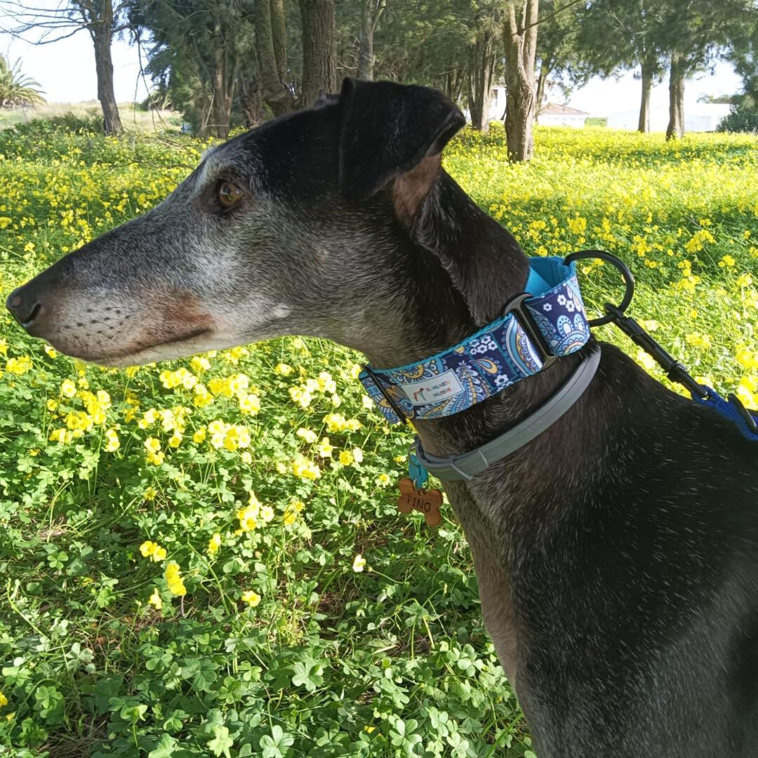 EGV - Collar Martingale 4 cm ancho, Collar galgo hecho a mano en Espa&ntilde;a (Cachemir), , large Imagen numero 4