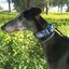 EGV - Collar Martingale 4 cm ancho, Collar galgo hecho a mano en España (Cachemir), , large indicador imagen numero 4