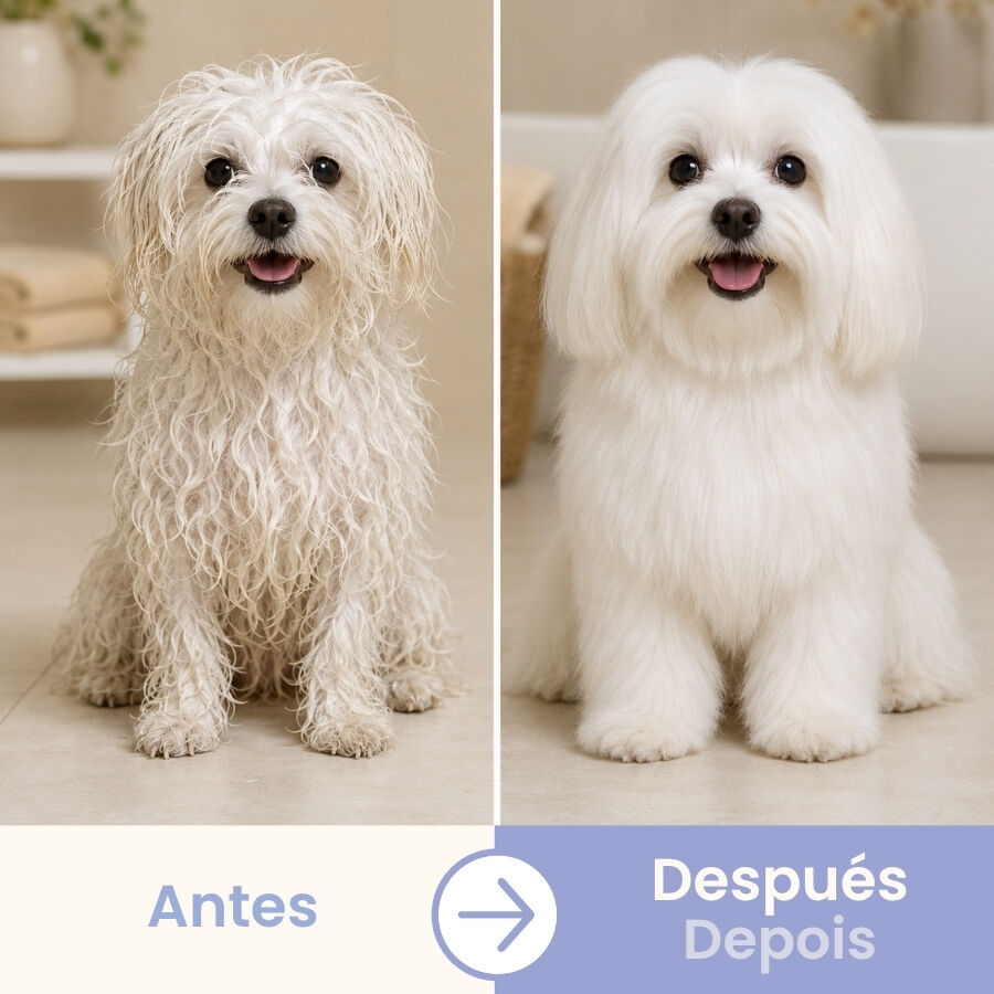 Bloob Champ&uacute; Realzador Mantos Blanco Mel&oacute;n para perros, , large Imagen numero 4