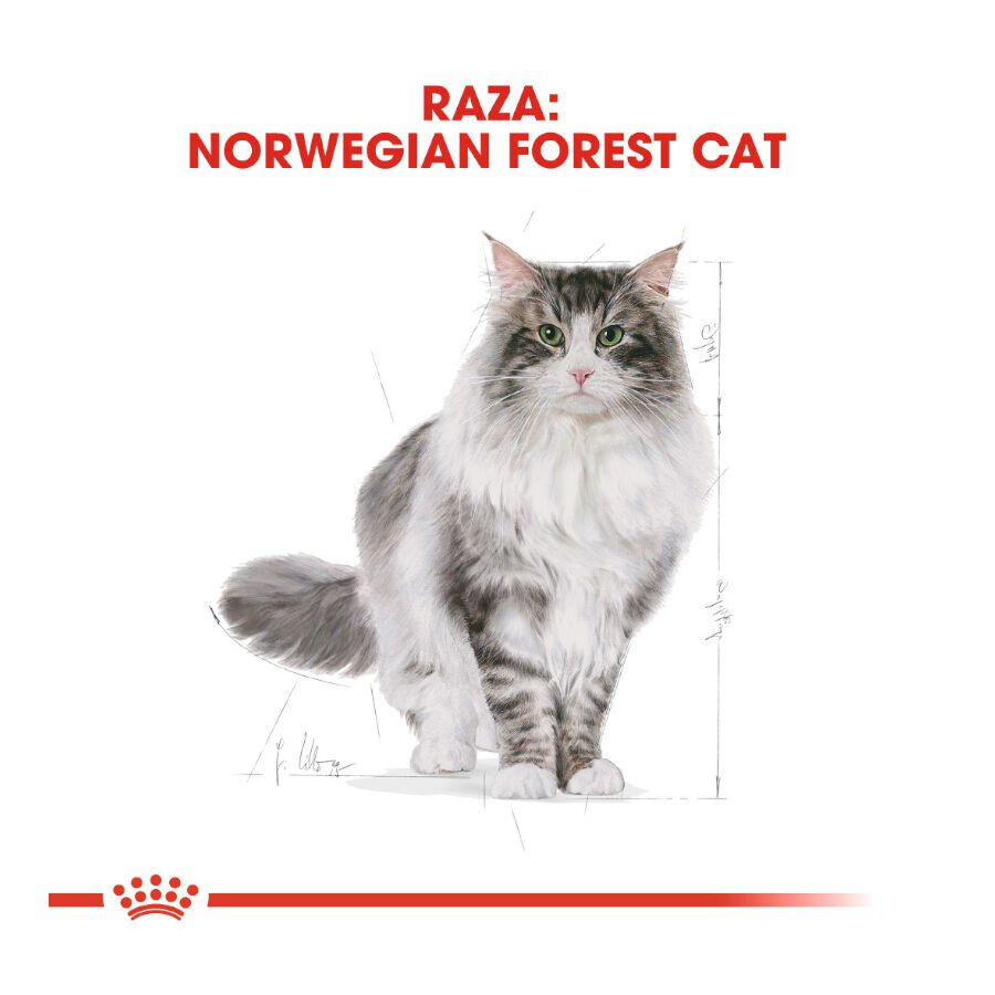 Royal Canin Adult Norwegian Forest pienso para gatos thumbnail