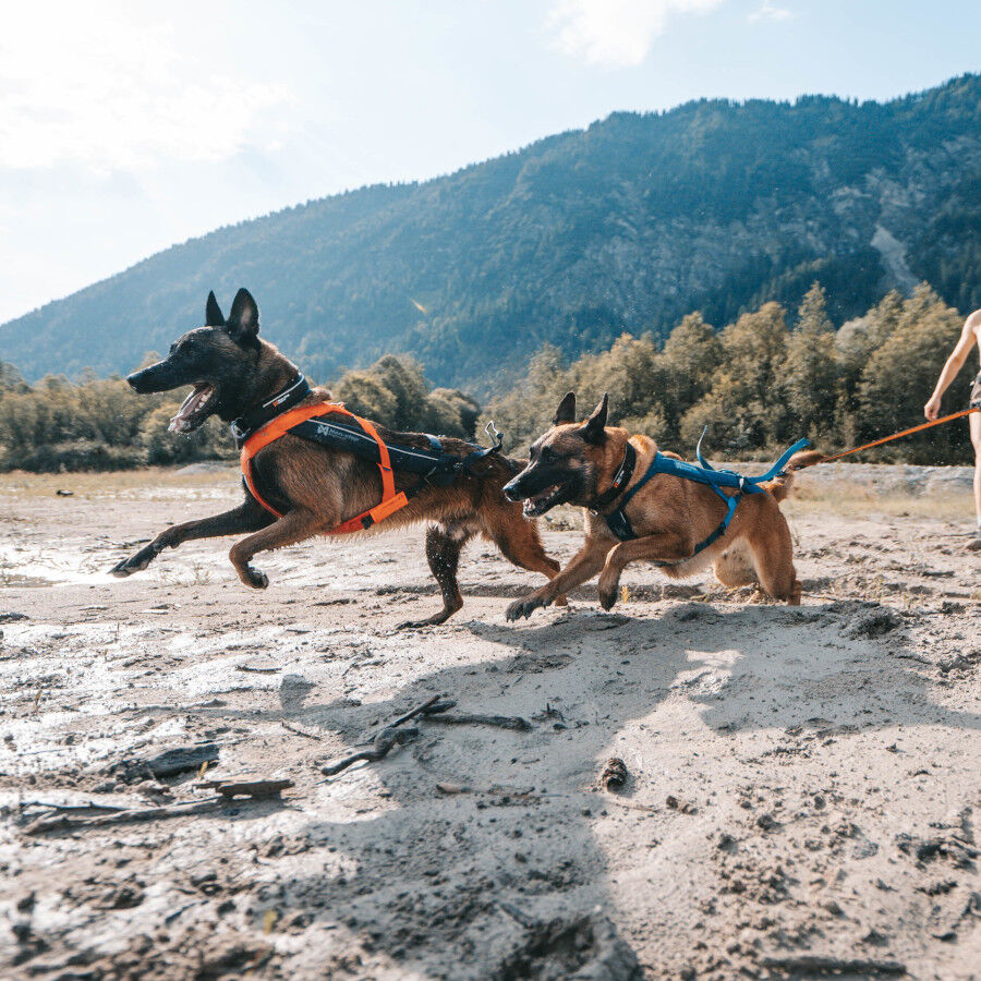 Non-stop dogwear Freemotion Arn&eacute;s Negro y Naranja para perros, , large Imagen numero 10