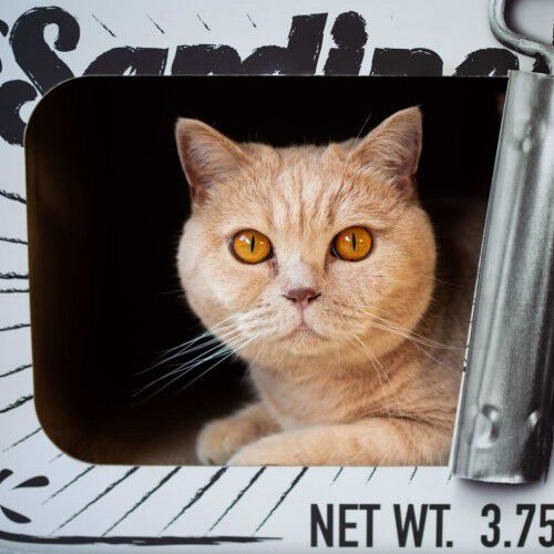 Rascador/Cueva District70 Sardine para gatos color Blanco, , large Imagen numero 5