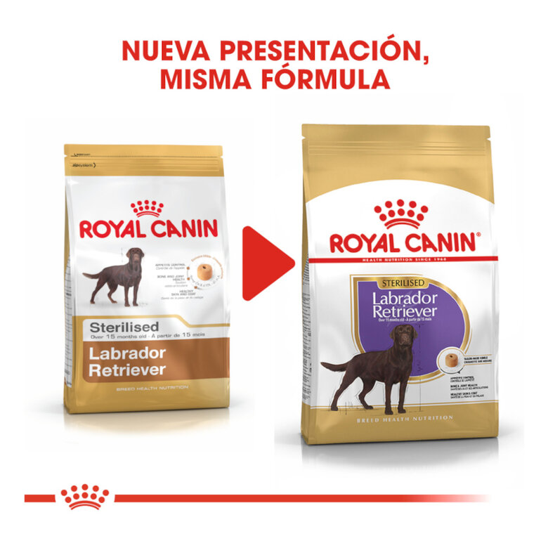 Royal Canin Adult Labrador Sterilised pienso para perros , , large image number null