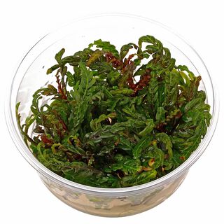 Tropica Iberia Planta Hygrophila Pinnatifida