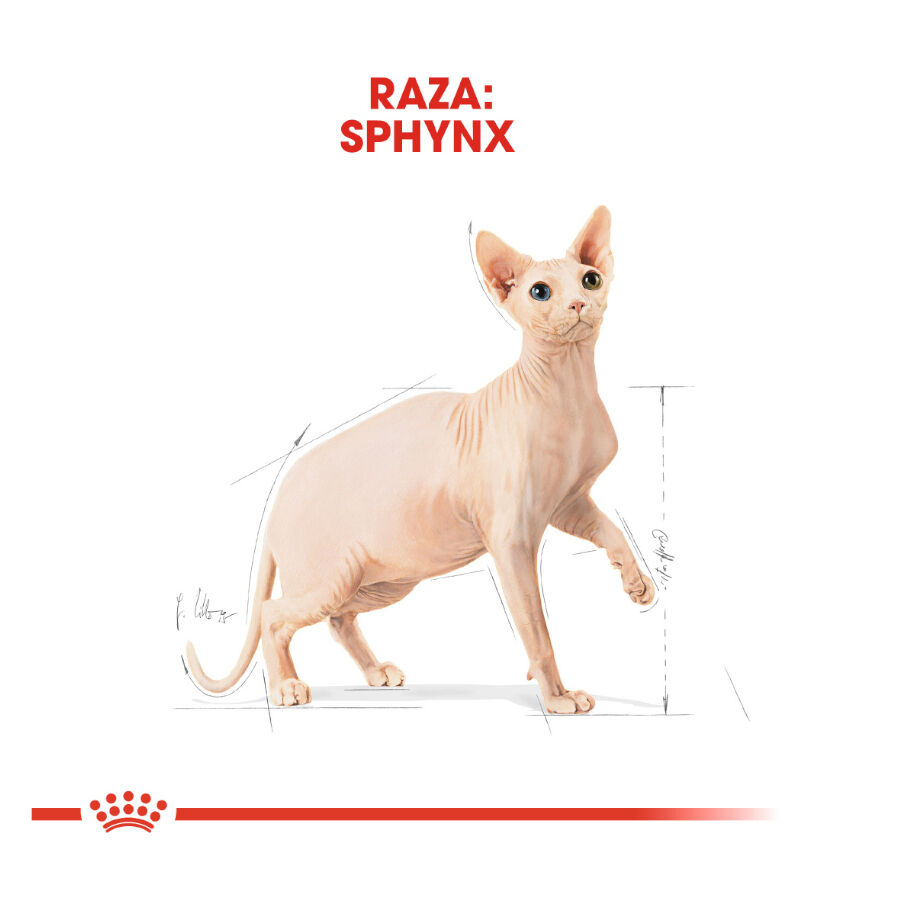 Royal Canin Adult Sphynx pienso para gatos thumbnail