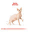 10 kg Royal Canin Adult Sphynx pienso para gatos, , large indicador imagen numero 4