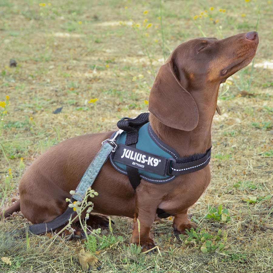 Julius K-9 IDC Arnés Verde para perros thumbnail