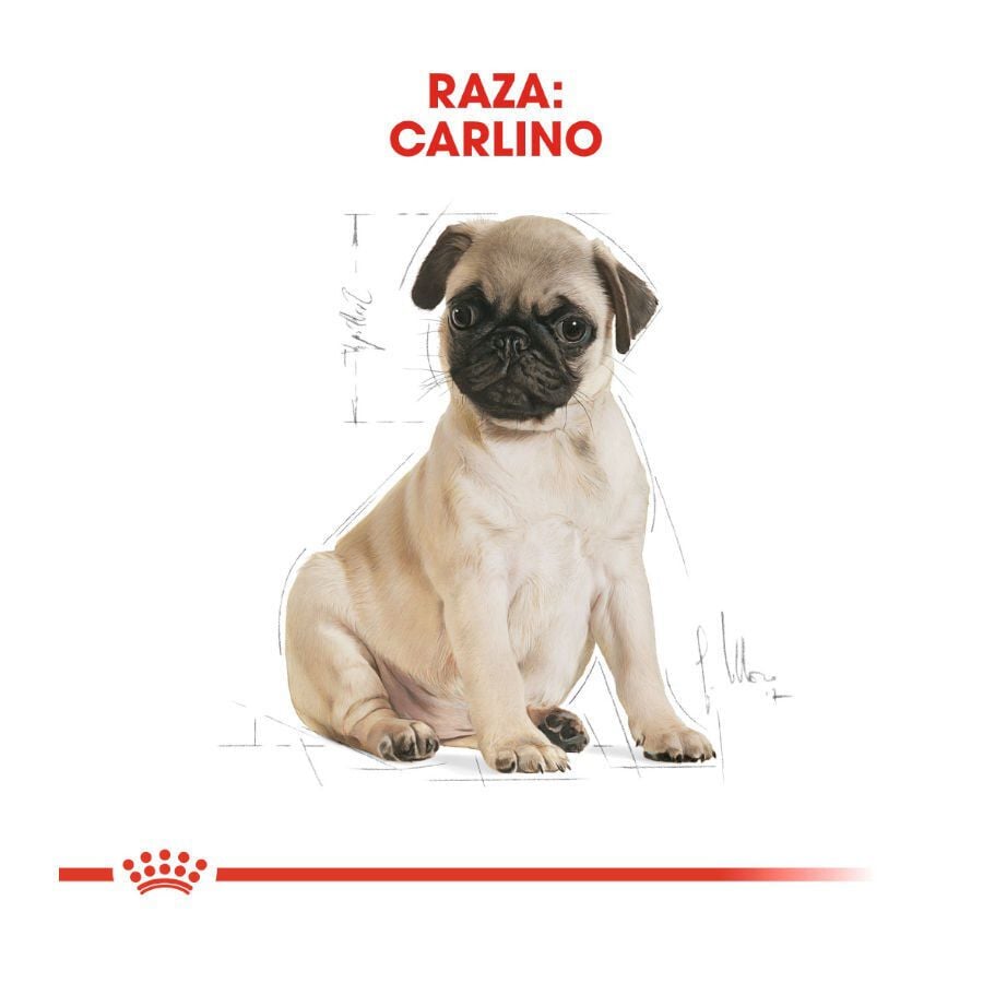 Royal Canin Puppy Pug pienso para perros thumbnail