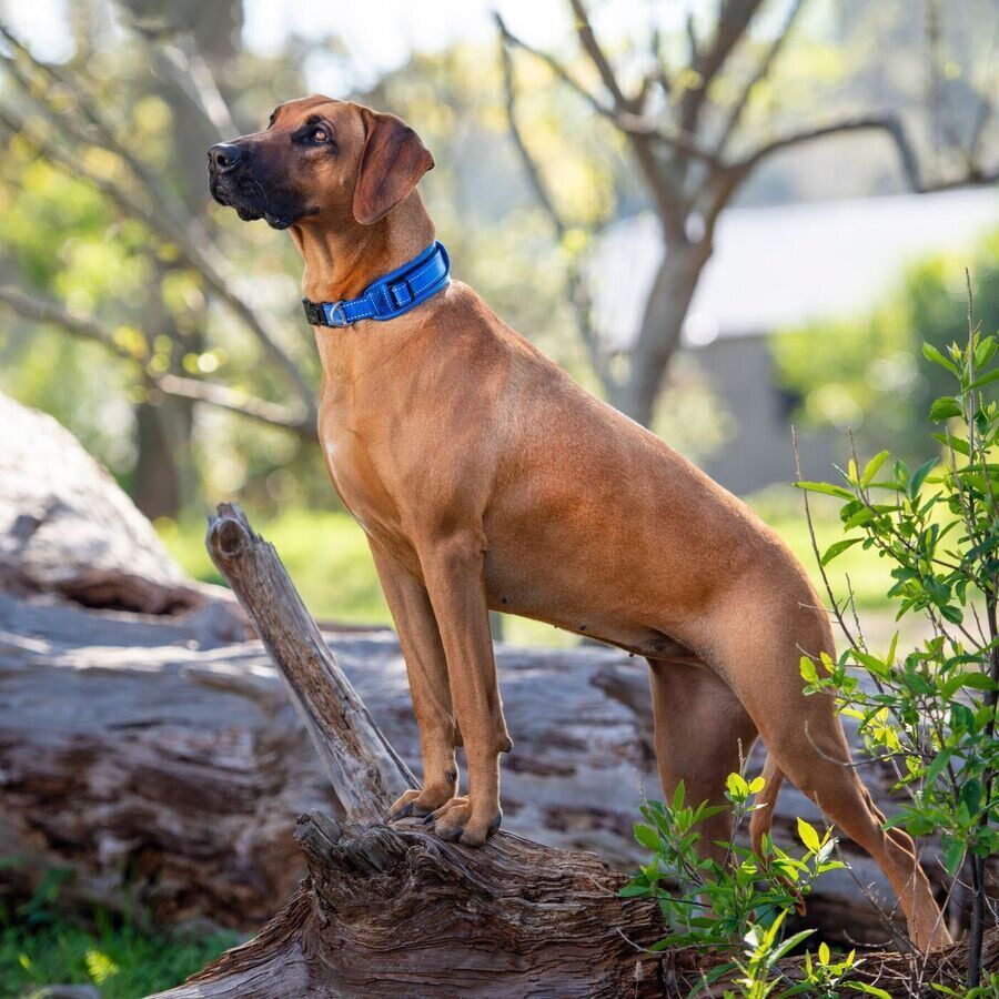 Rogz padded collar acolchado azul para perros, , large Imagen numero 2