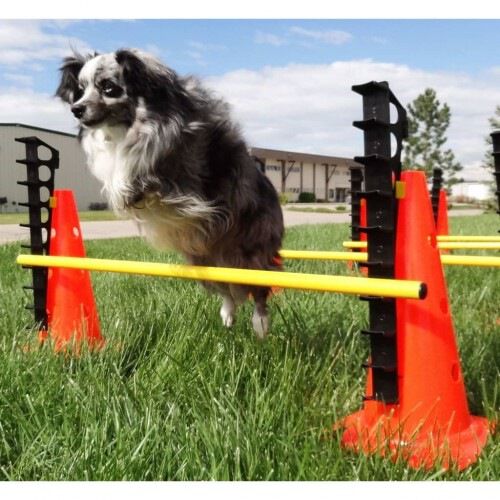 Juego de entrenamiento con obst&aacute;culos para perros color Multicolor, , large Imagen numero 5