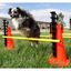 Juego de entrenamiento con obst&aacute;culos para perros color Multicolor, , large indicador imagen numero 5
