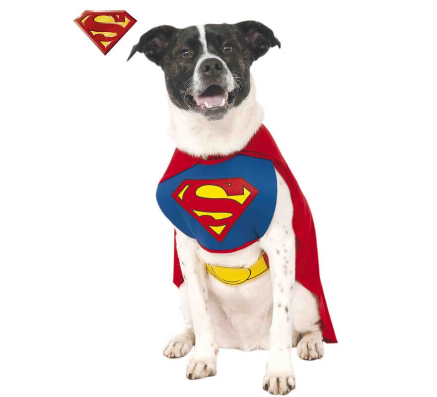 Disfraz Superman para perro, , large Imagen numero 2