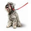 Beaphar Gentle Leader Collar de adiestramiento Rojo para perros, , large indicador imagen numero 2
