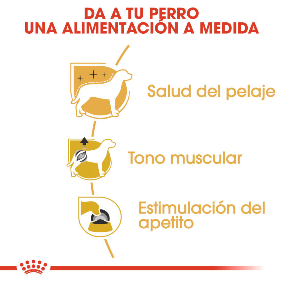 Royal Canin Adult Poodle Paté sobre para perros thumbnail