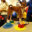 FitPAWS Accesorios de entrenamiento 4 unidades amarillo y azul, , large indicador imagen numero 3