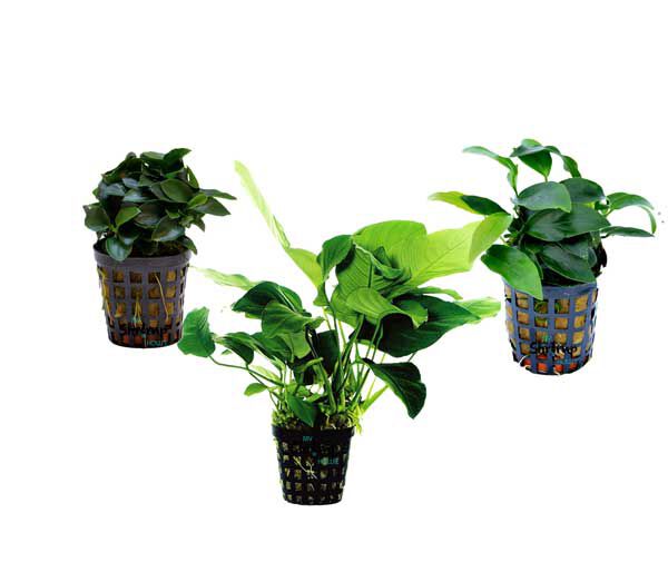 My Shrimp planta House Anubia Pack 3ud para peces