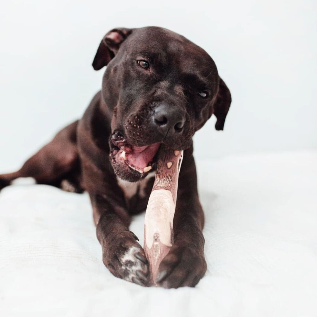 BIMORDISCOS Madera de Caf&eacute; para perros Pack 2 x L, , large Imagen numero 2