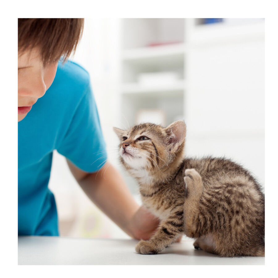 Beaphar Fiprotec Spray Antiparasitario para perros y gatos, , large Imagen numero 4