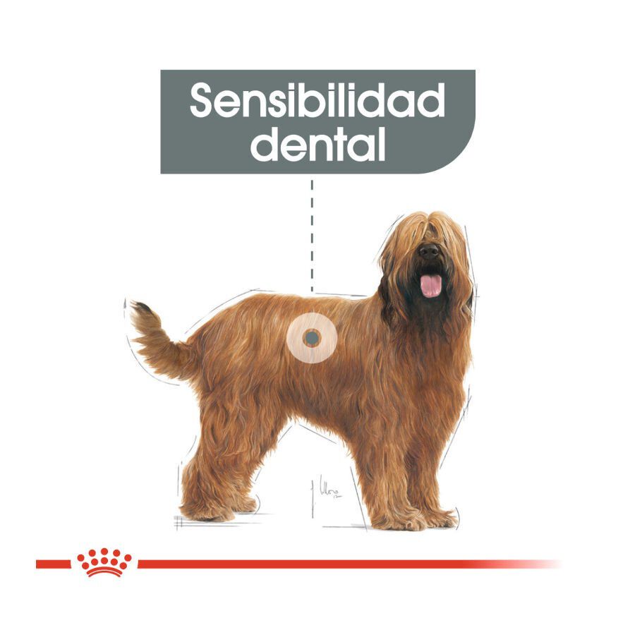 Royal Canin Dental Care Maxi pienso para perros thumbnail