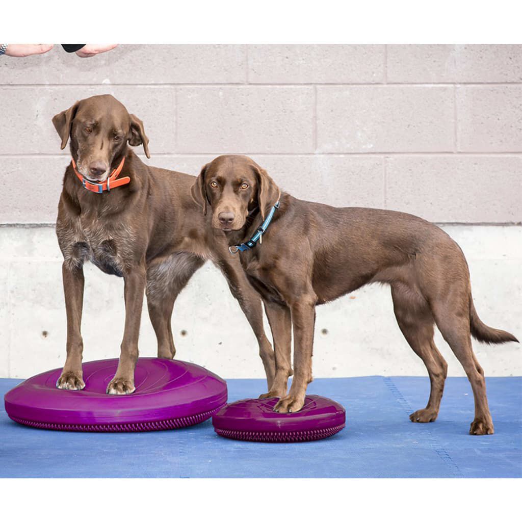 FitPAWS Disco de equilibrio para mascotas color frutos rojos 56 cm, , large Imagen numero 8