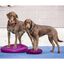 FitPAWS Disco de equilibrio para mascotas color frutos rojos 56 cm, , large indicador imagen numero 8