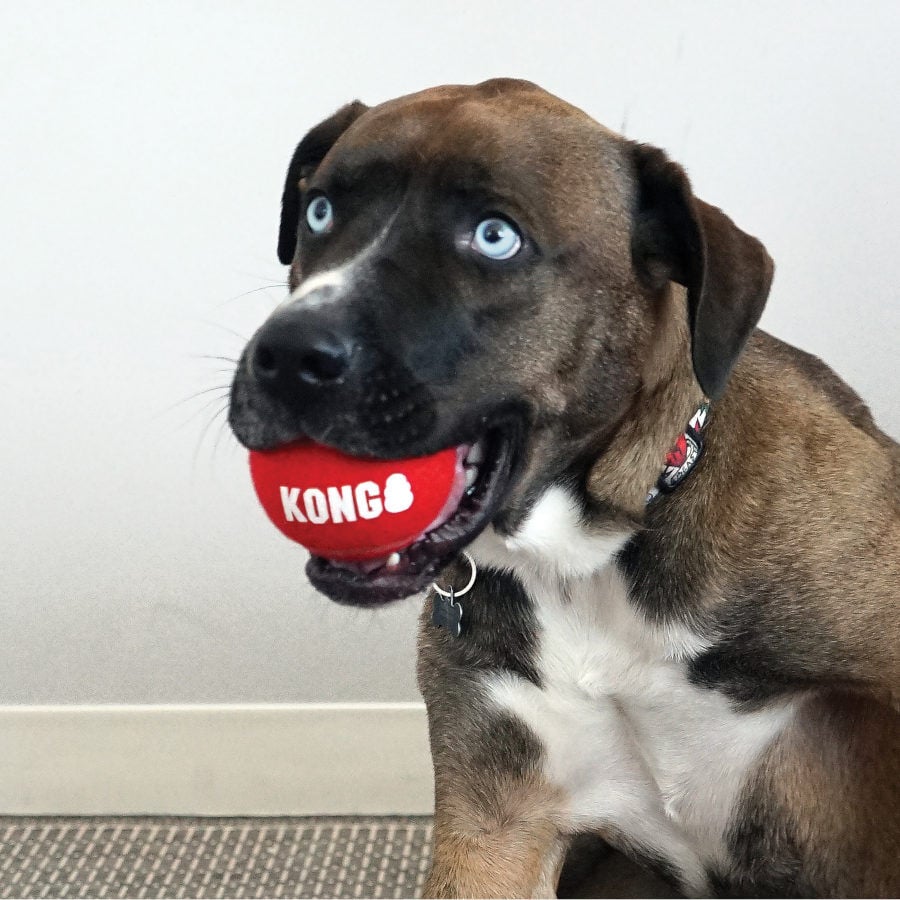 Kong Signature Sport 3-PK Pelotas de tenis para perros thumbnail